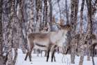 A reindeer-Rangifer tarandus-in a snowy forest Bardu-Troms-Norway Art Print